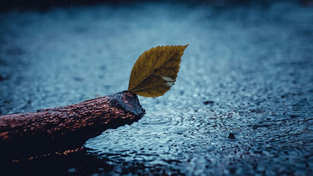 叶子雨悲伤主题，高清4K壁纸下载，3840x2160超清风景美图