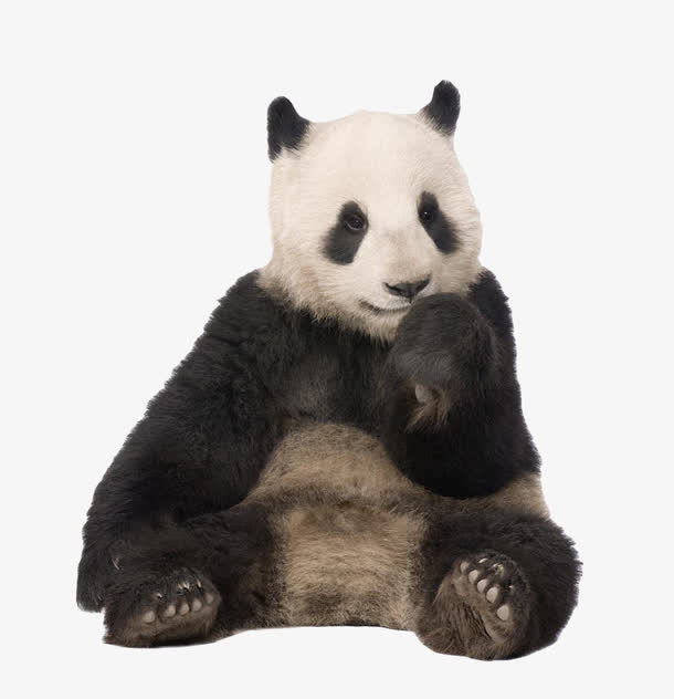 可爱坐着的熊猫