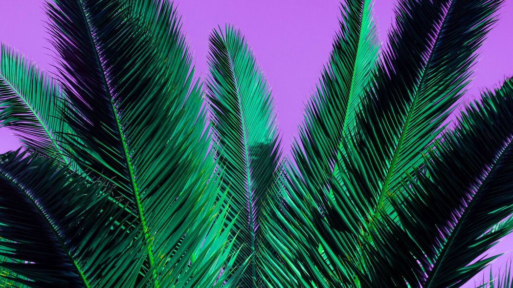 棕榈 树枝 植物 树叶 紫色 4k壁纸 3840x2160