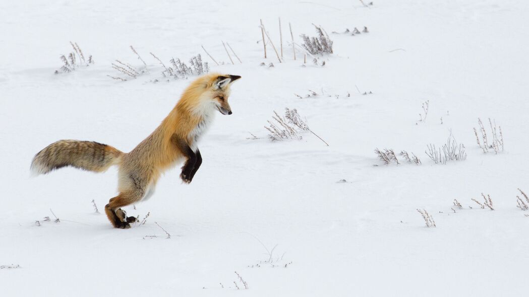 狐狸 有趣 捕食者 雪地 4k壁纸 3840x2160