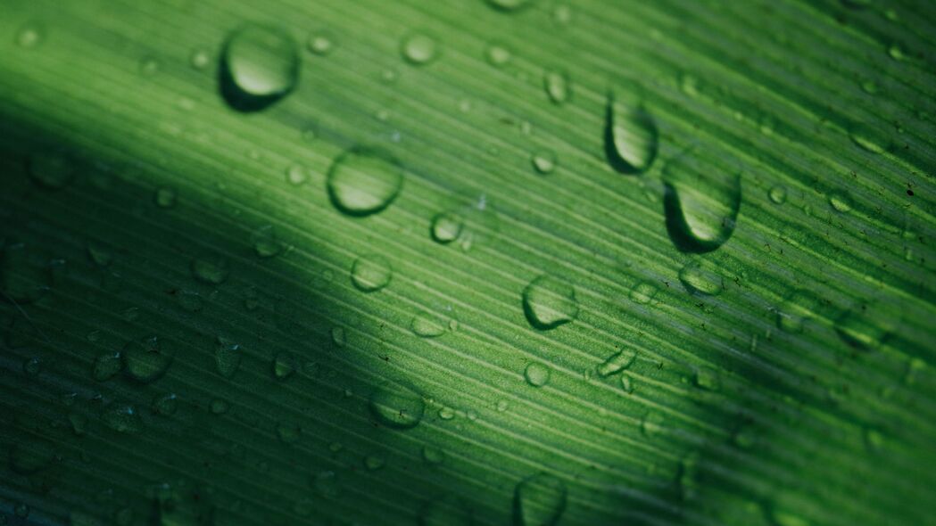叶子 水滴 宏 表面 绿色 4k壁纸 3840x2160