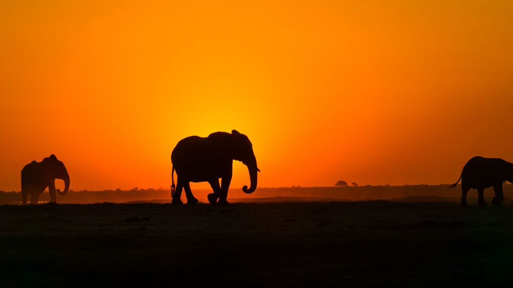 大象 日落 剪影 非洲 4k壁纸 3840x2160