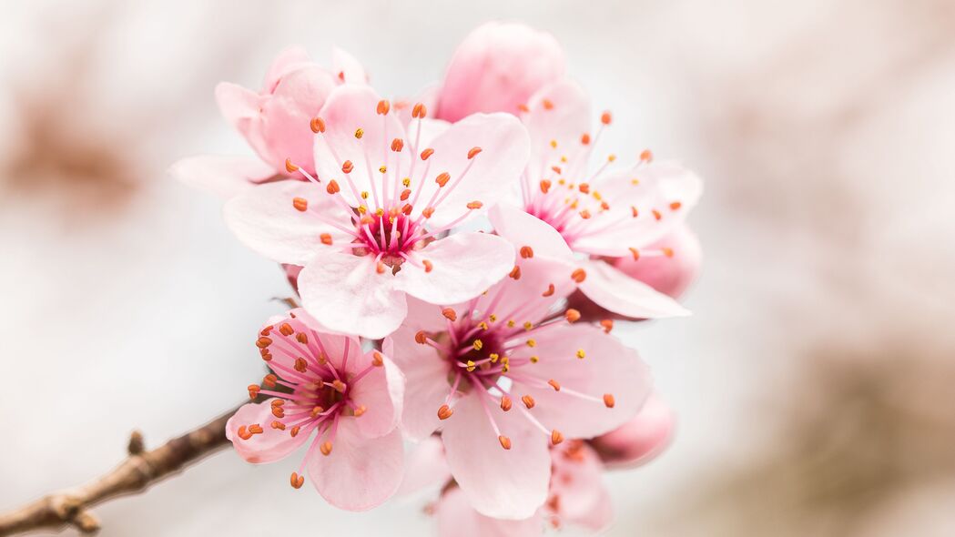 花朵 花朵 树枝 粉红色 4k壁纸 3840x2160