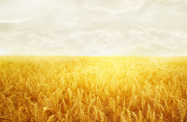 白云下的金色稻田