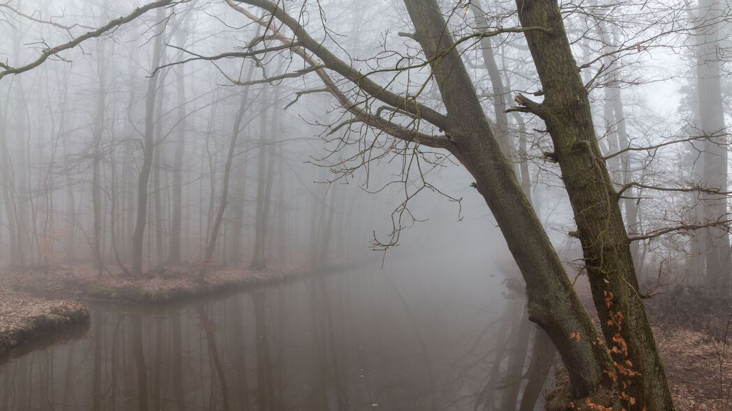 雾 反射 树枝 灰暗的 4k壁纸 3840x2160
