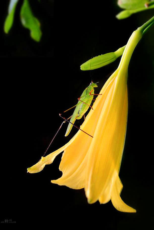 黄色花朵是的绿色螳螂