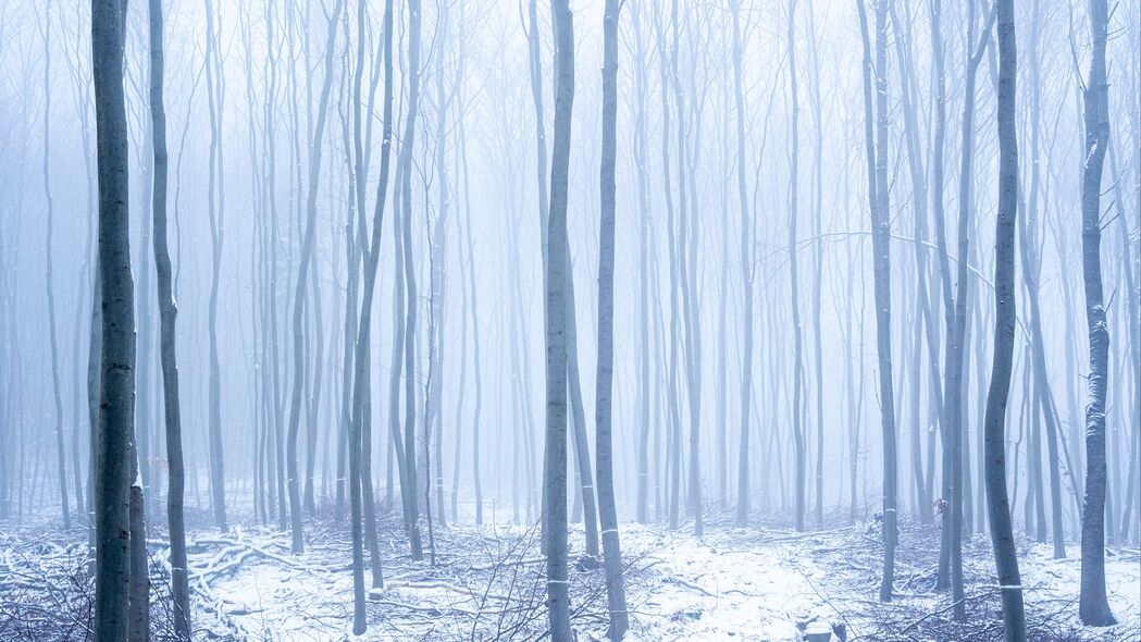 森林 雪 雾 树 冬季 4k壁纸 3840x2160