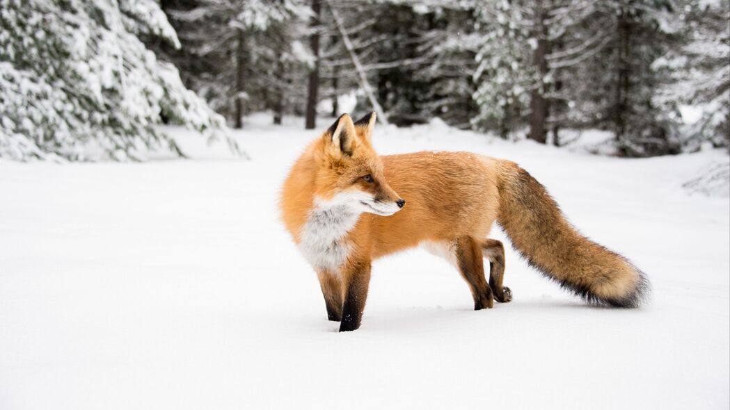 狐狸 橙色 动物 雪 冬季 4k壁纸 3840x2160