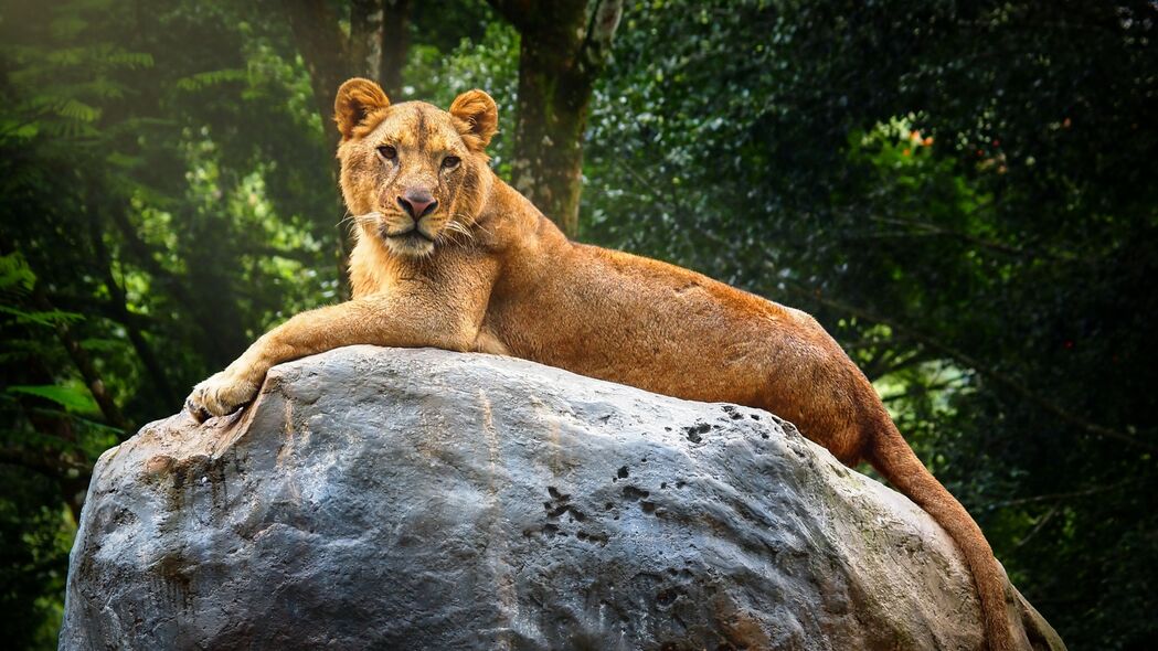 母狮 石头 大猫 捕食者 野生动物 4k壁纸 3840x2160