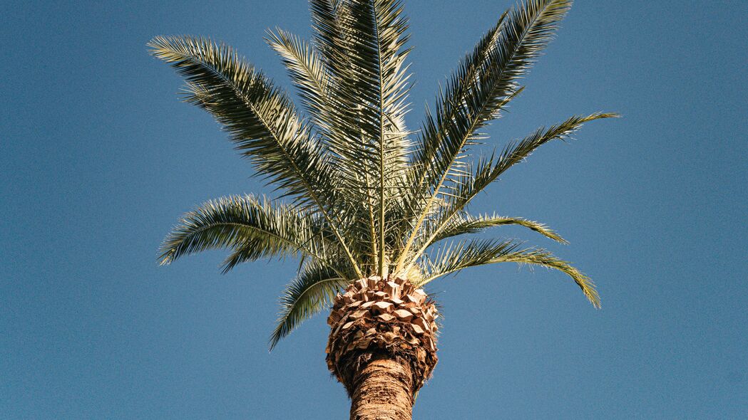 棕榈 树 树梢 天空 热带 4k壁纸 3840x2160
