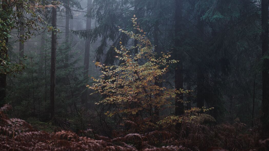 森林 树木 雾 树叶 灰暗的 4k壁纸 3840x2160