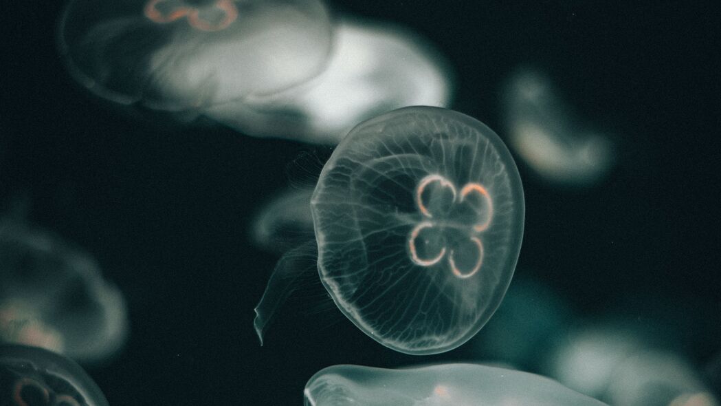 水母 深色 水下世界 透明 4k壁纸 3840x2160