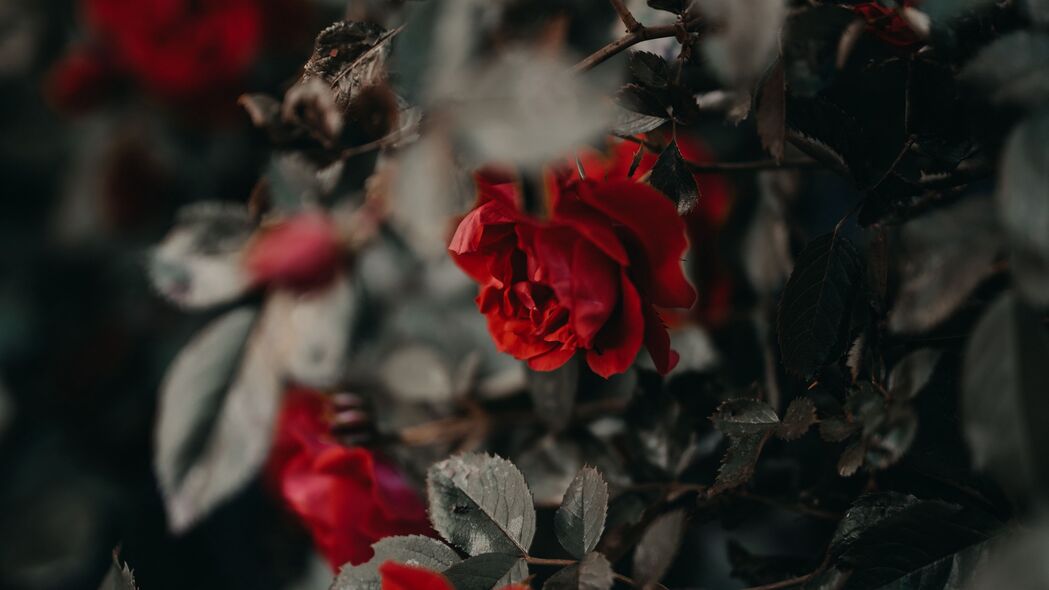 玫瑰 花朵 红色 植物 灌木 4k壁纸 3840x2160