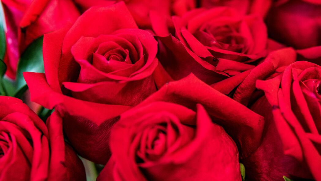 玫瑰 红色 花瓣 花束 4k壁纸 3840x2160