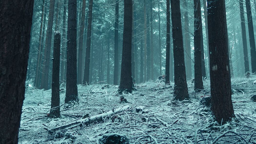 森林 树木 雪 冬季森林 树枝 4k壁纸 3840x2160