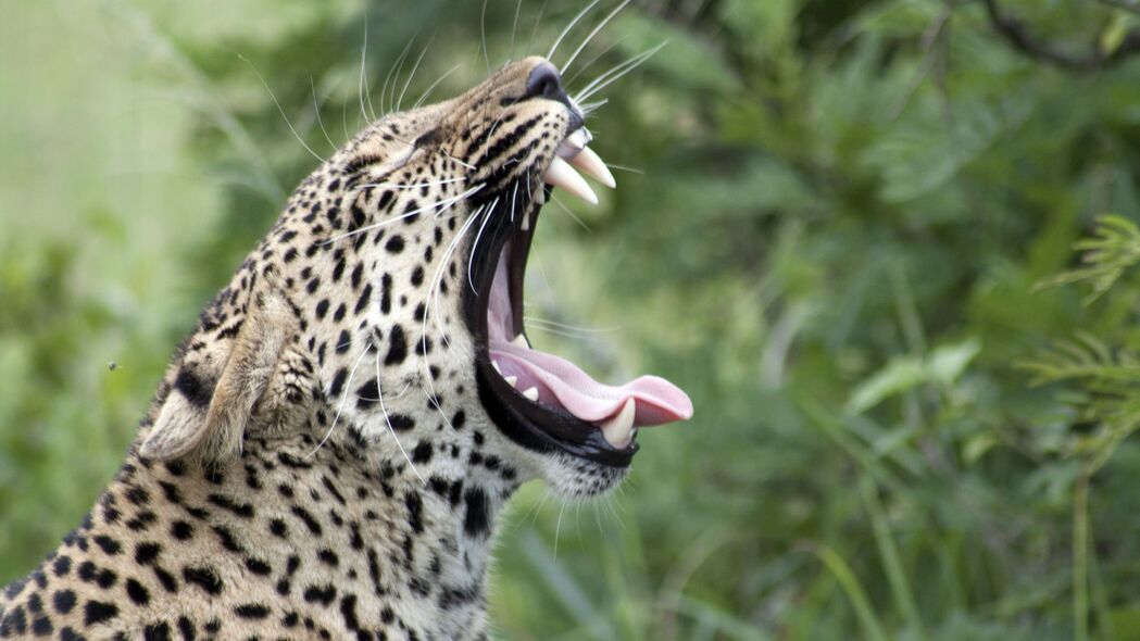 豹子 打哈欠 伸出舌头 大猫 捕食者 4k壁纸 3840x2160