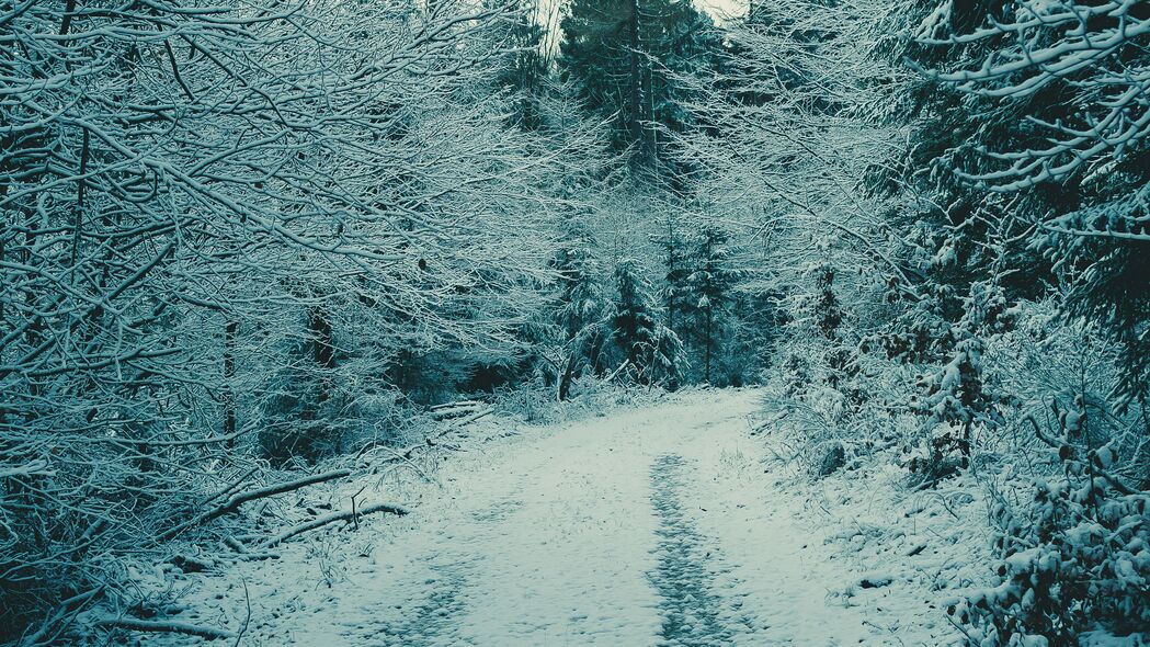 森林 冬季森林 雪 树枝 4k壁纸 3840x2160