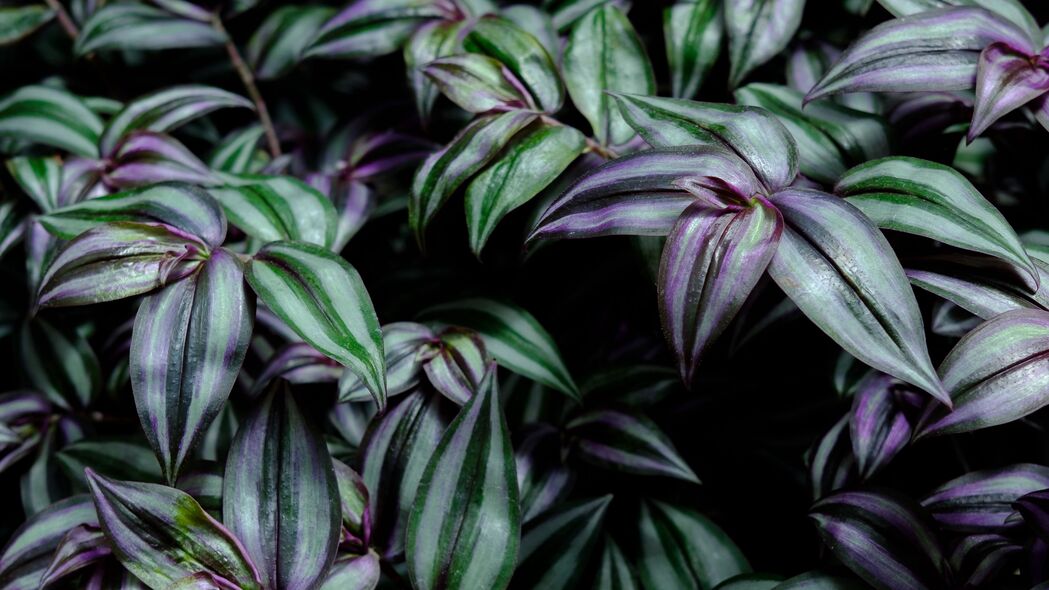 植物 叶子 绿色 紫色 4k壁纸 3840x2160