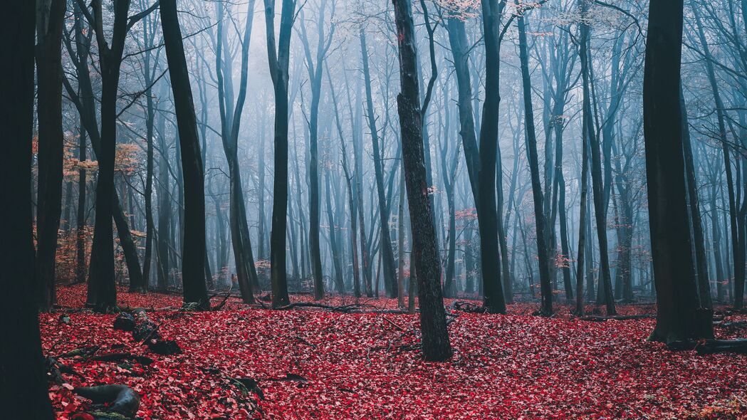 森林 雾 秋天 树木 树叶 4k壁纸 3840x2160