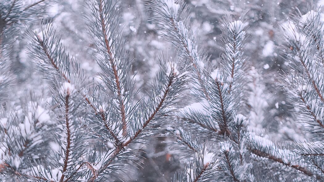 松树 树枝 雪 冬季 4k壁纸 3840x2160