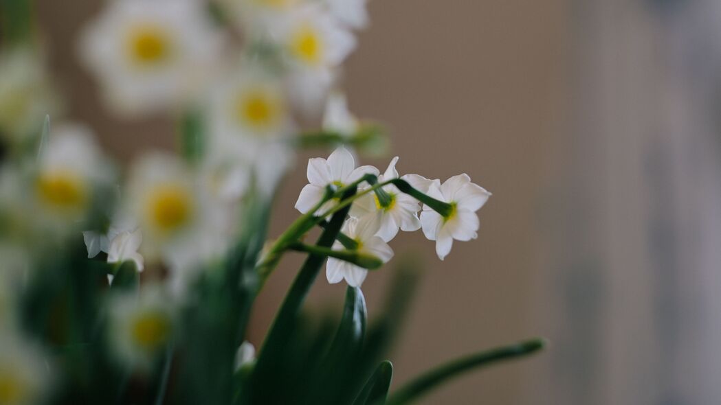 水仙花 花 白色 植物 春季 4k壁纸 3840x2160
