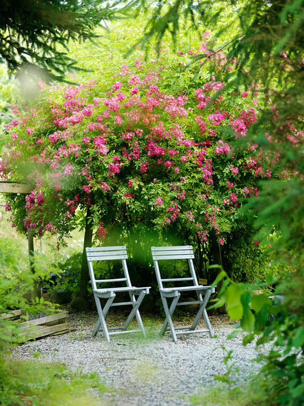 粉色花园两把座椅