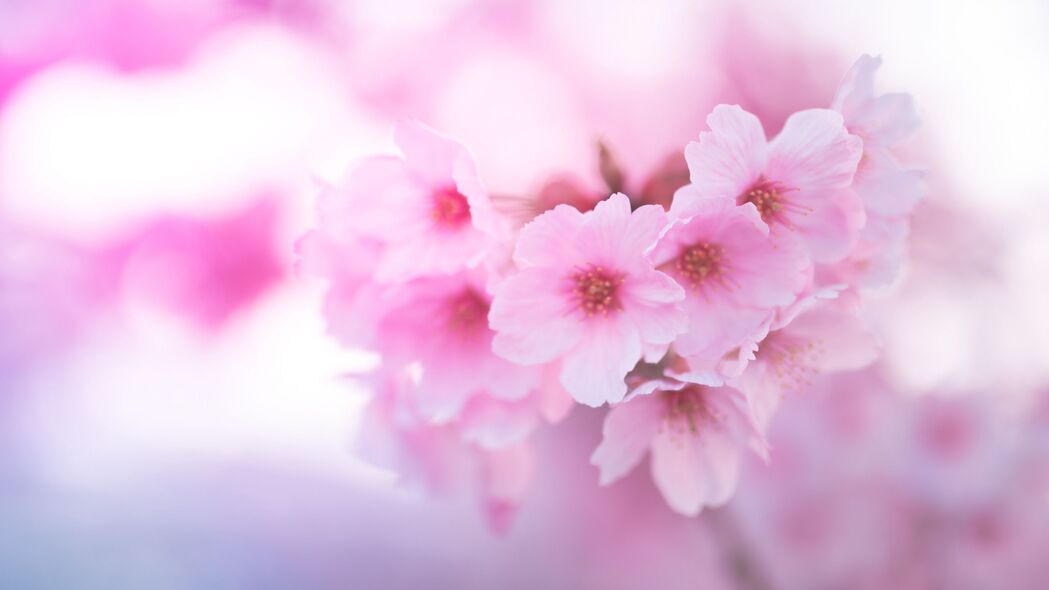 樱花 花朵 粉红色 微距 特写 4k壁纸 3840x2160