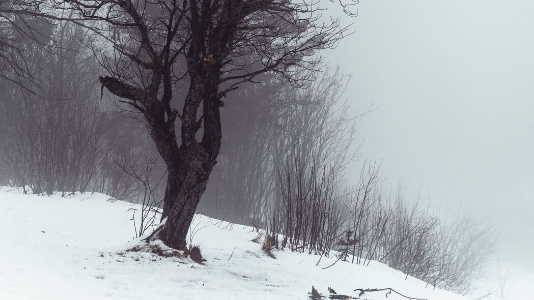 树 雾 雪 冬天 自然 4k壁纸 3840x2160