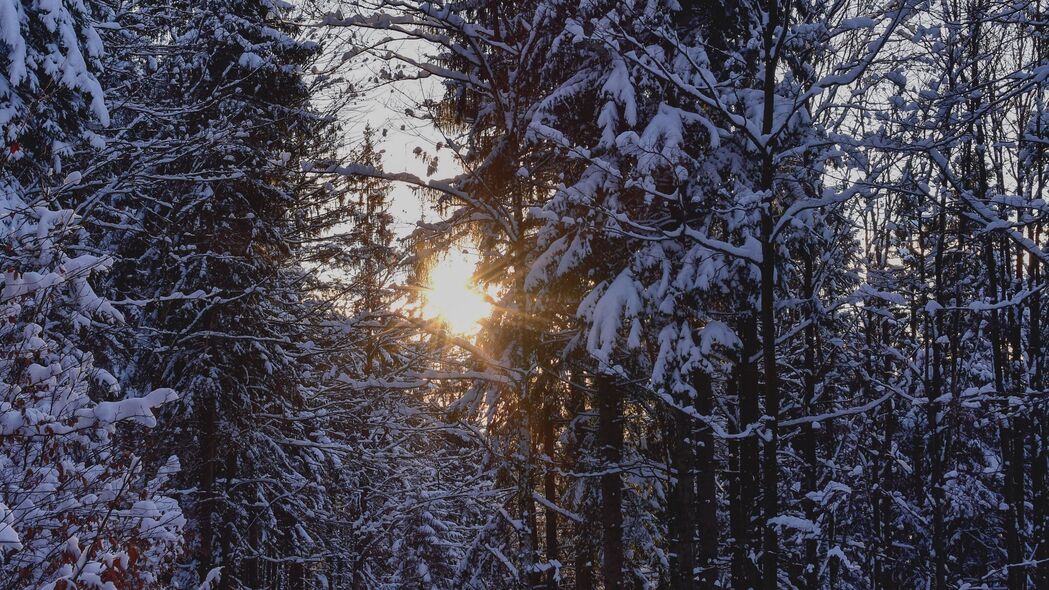 森林 日落 冬天 树木 雪 4k壁纸 3840x2160