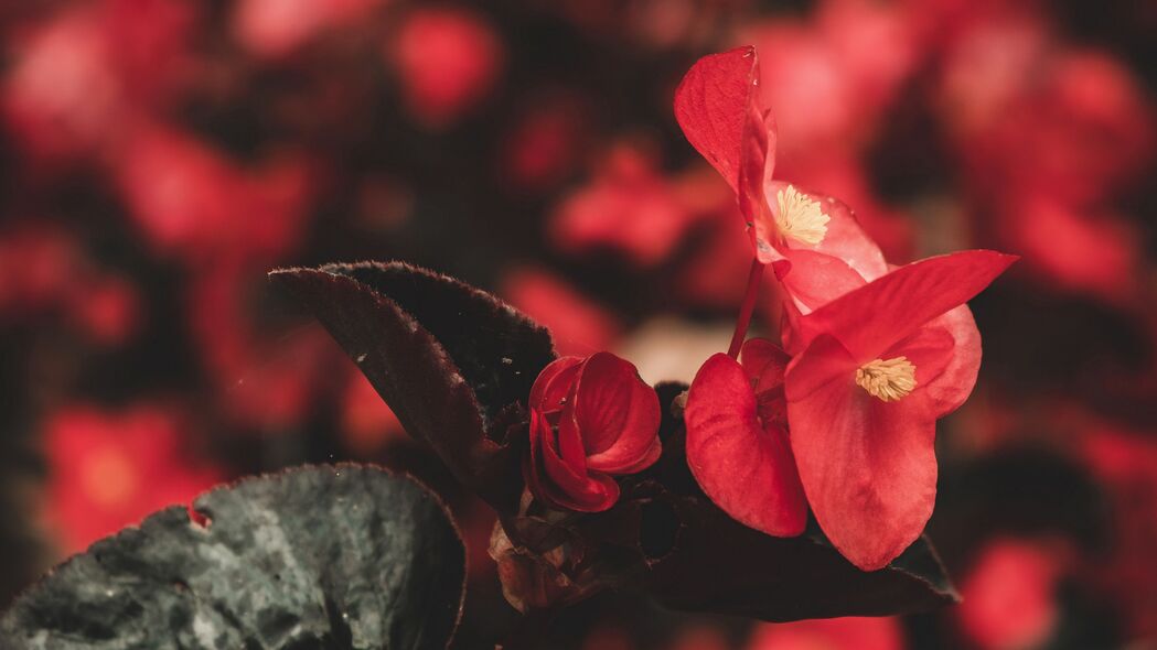 花朵 红色 微距 植物 4k壁纸 3840x2160