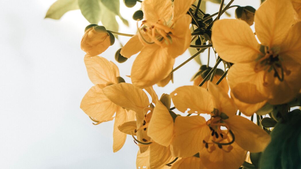 花朵 黄色 树叶 植物 4k壁纸 3840x2160