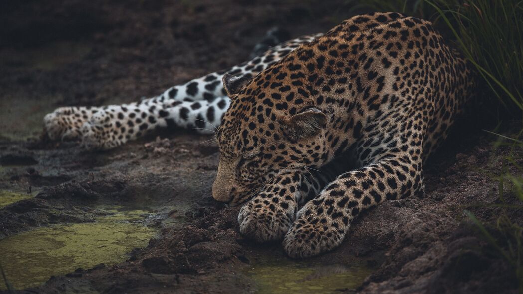 豹子 睡眠 大猫 捕食者 野生动物 4k壁纸 3840x2160
