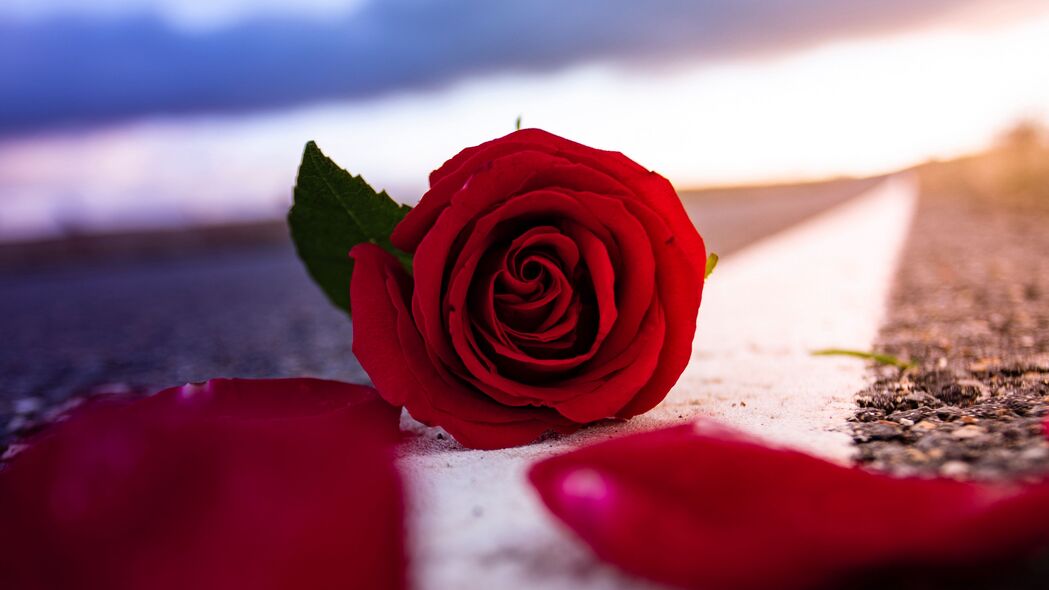 玫瑰 花 花瓣 红色 沥青 道路 4k壁纸 3840x2160