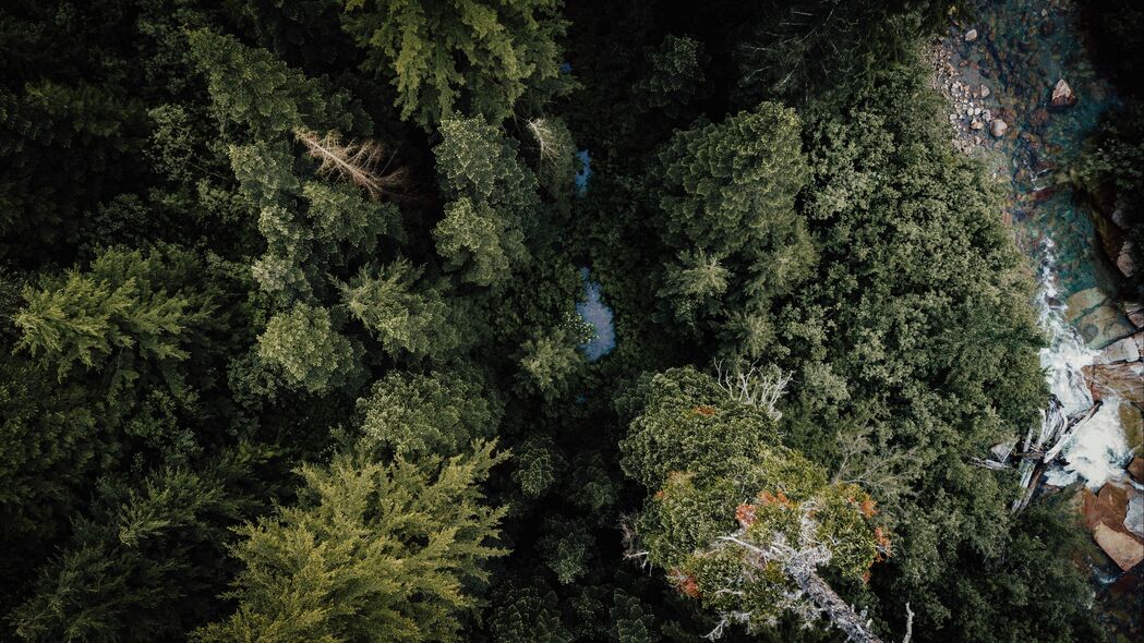 森林 河流 鸟瞰图 树木 自然 4k壁纸 3840x2160