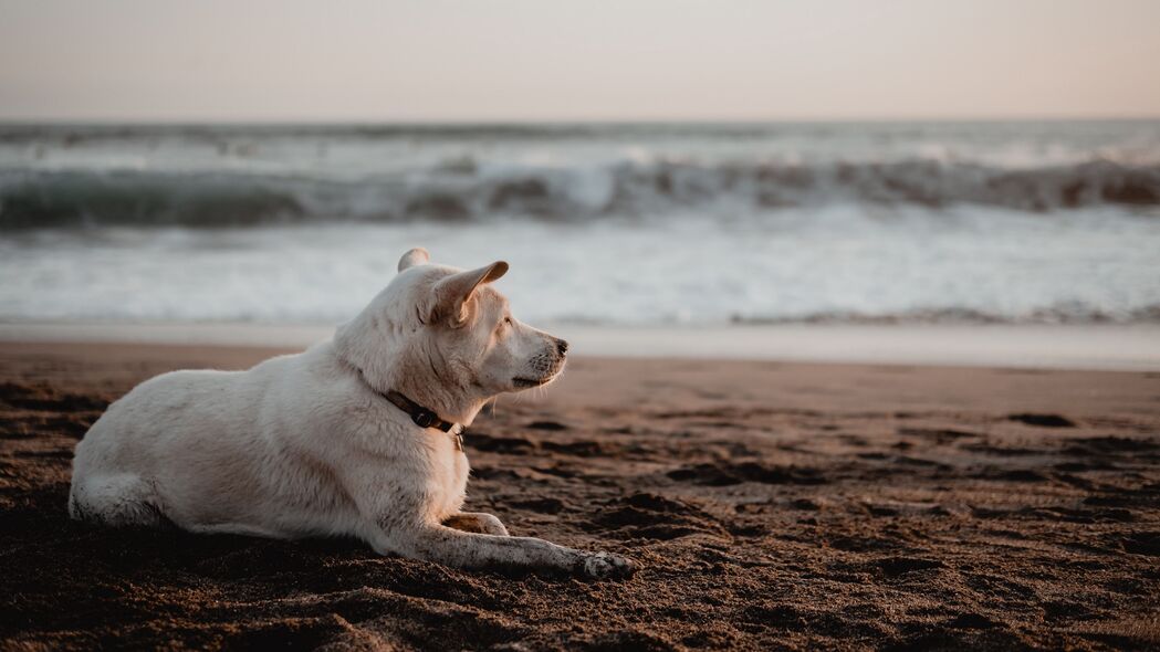 海滩白犬，绝美海洋风光，4K高清壁纸（3840x2160）免费下载