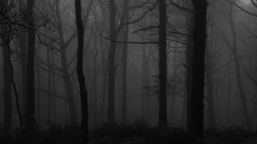 森林 雾 bw 树木 深色 4k壁纸 3840x2160