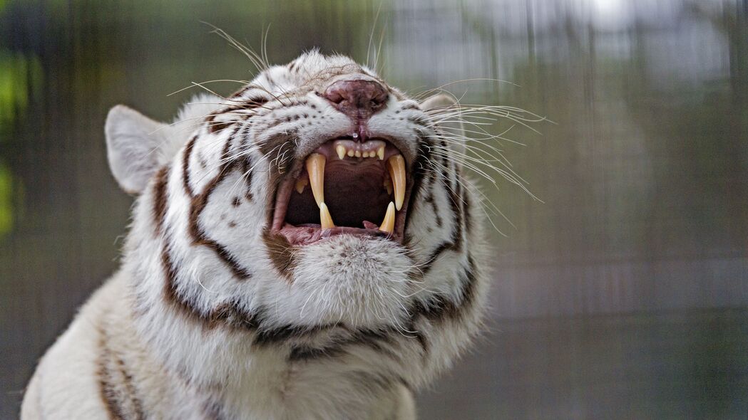 老虎 咧嘴笑 捕食者 白色 白化 4k壁纸 3840x2160
