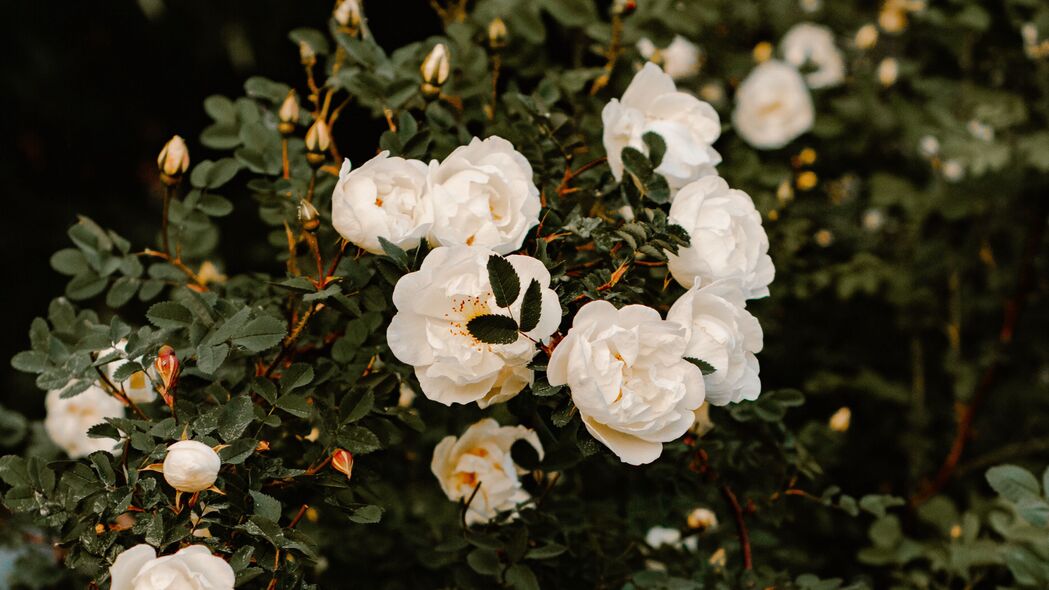 灌木 花朵 玫瑰 白色 植物 4k壁纸 3840x2160