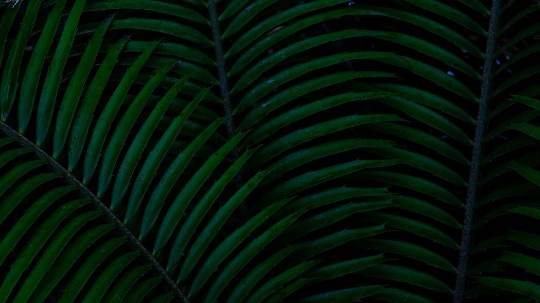 棕榈 树叶 绿色 深色 植物 4k壁纸 3840x2160