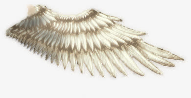 酷炫白色 单翅膀 PNG透明 背景素材