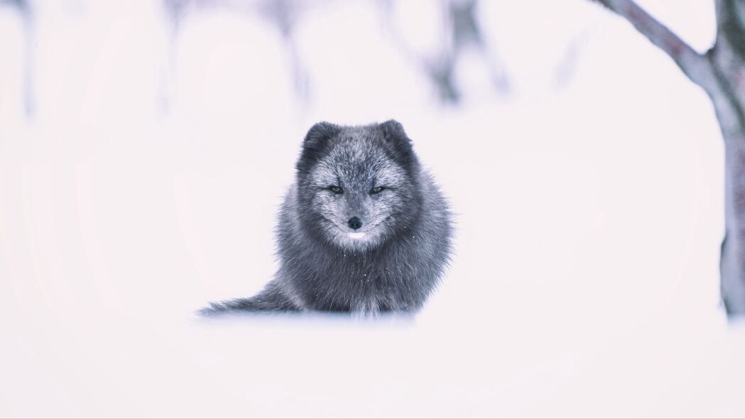 北极狐 狐狸 灰色 动物 雪地 4k壁纸 3840x2160