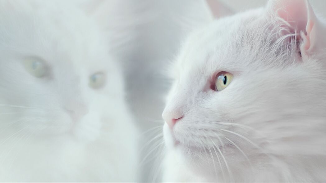 猫 白色 蓬松 宠物 4k壁纸 3840x2160