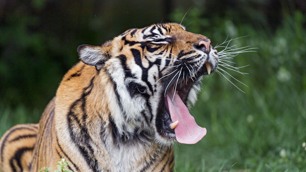 老虎 打哈欠 伸出舌头 大猫 捕食者 4k壁纸 3840x2160