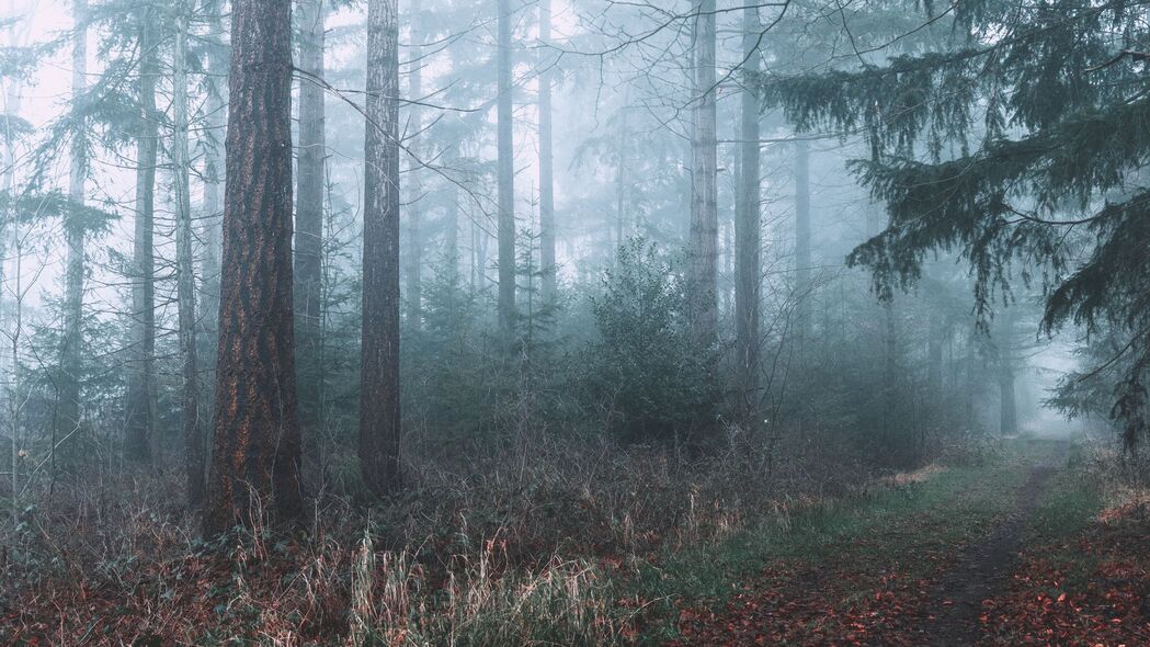 森林 雾 路径 树枝 4k壁纸 3840x2160