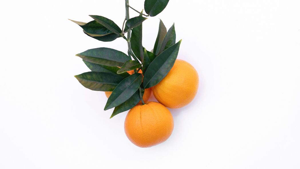 柑橘 柑橘 极简主义 树枝 4k壁纸 3840x2160