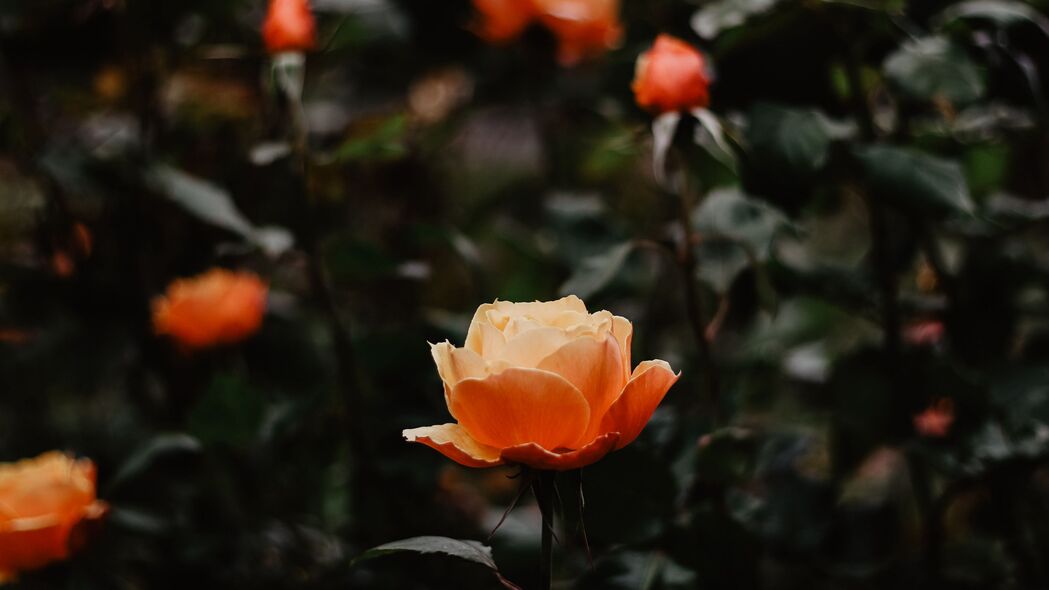玫瑰 花朵 橙色 特写 4k壁纸 3840x2160