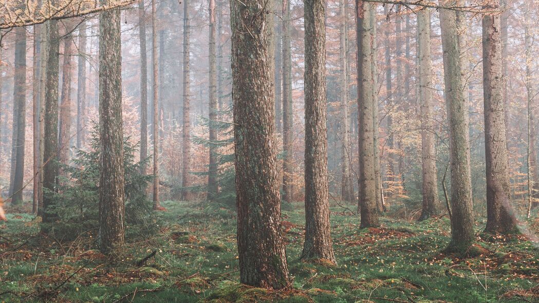 森林 雾 树木 针叶 松树 4k壁纸 3840x2160