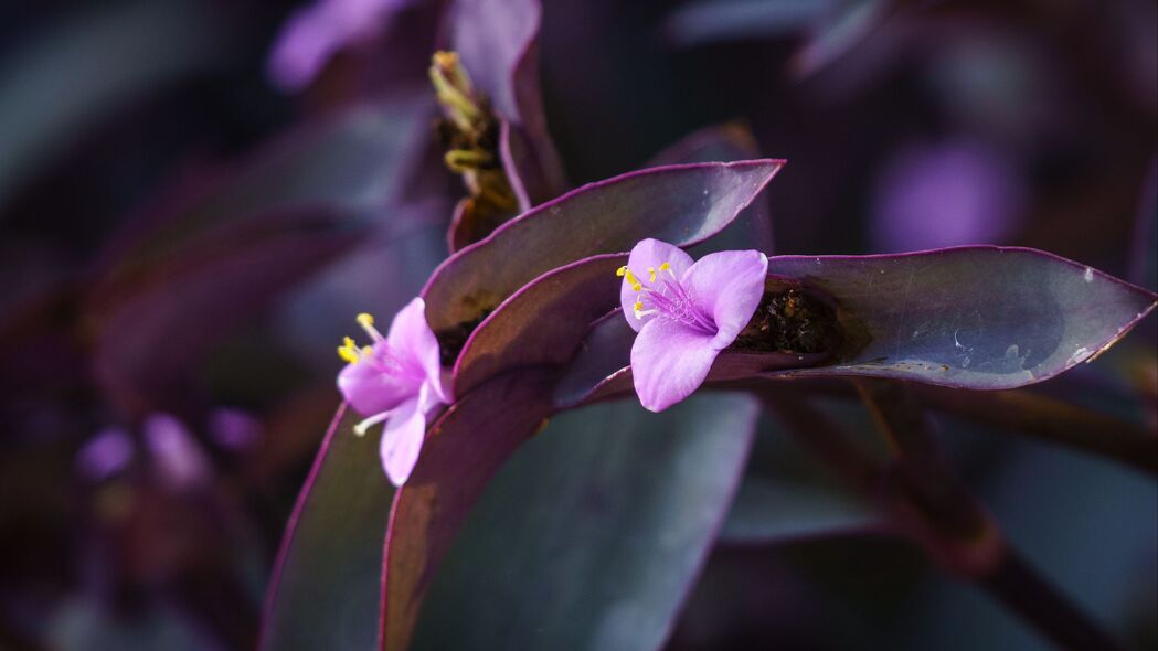 花之紫色魅影，宏观特写植物4K高清壁纸，3840x2160超高清下载