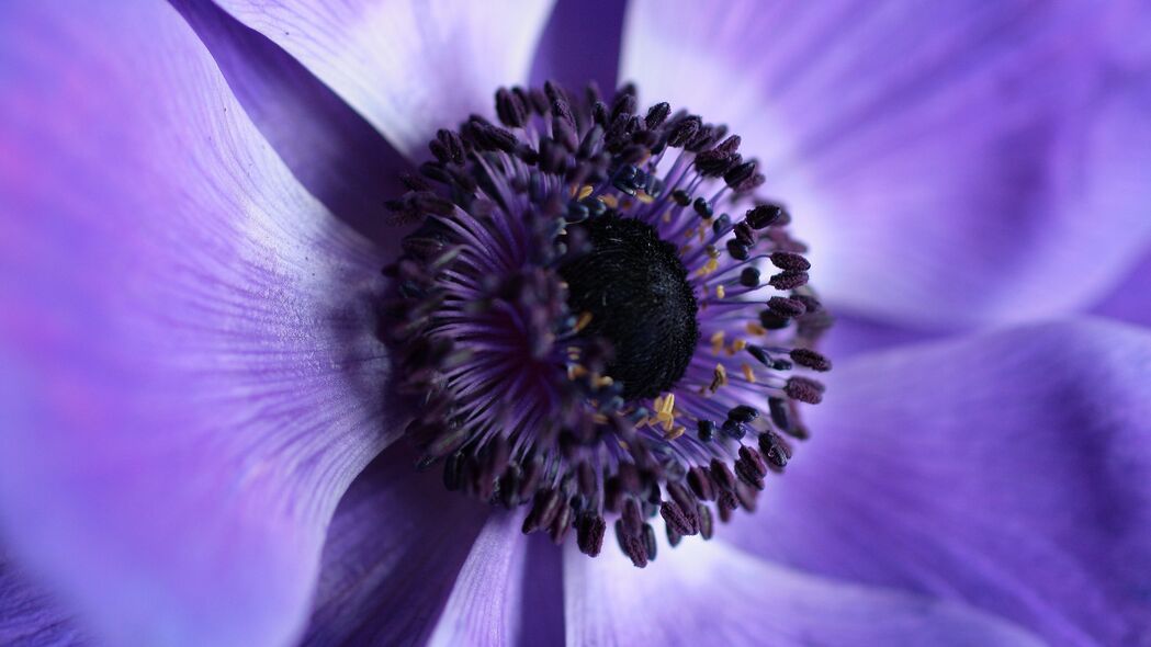 花朵 微距 紫色 特写 4k壁纸 3840x2160