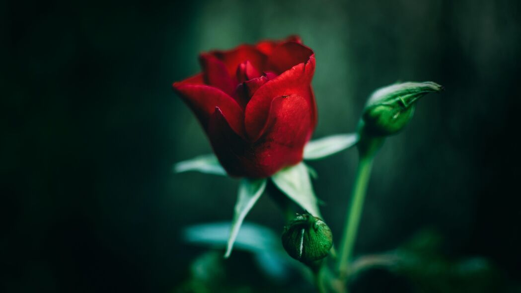 玫瑰 红色 花朵 特写 4k壁纸 3840x2160